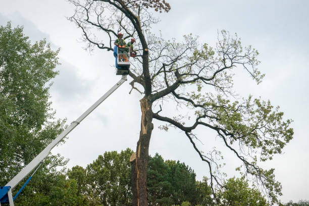 Professional  Tree Services in Midland, PA